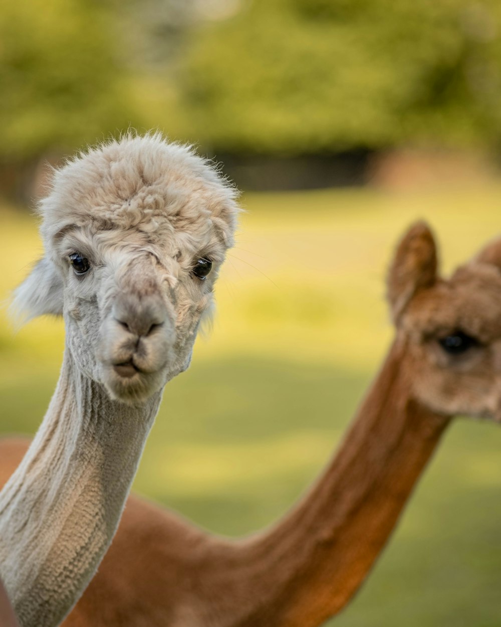 brown and white llama during daytime