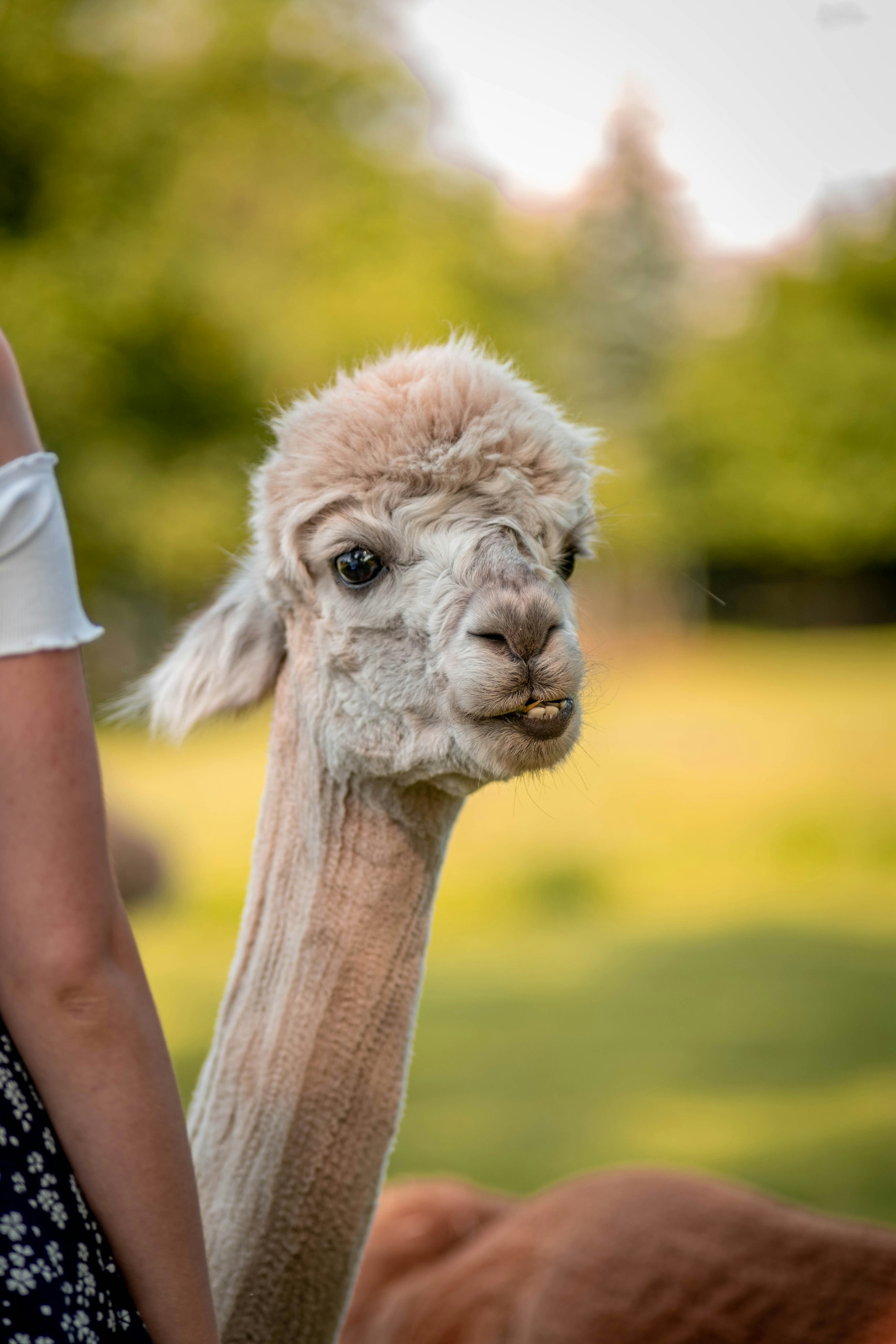 昼間の緑の草原に茶色のラマの写真 Unsplashで見つけるアルパカの無料写真