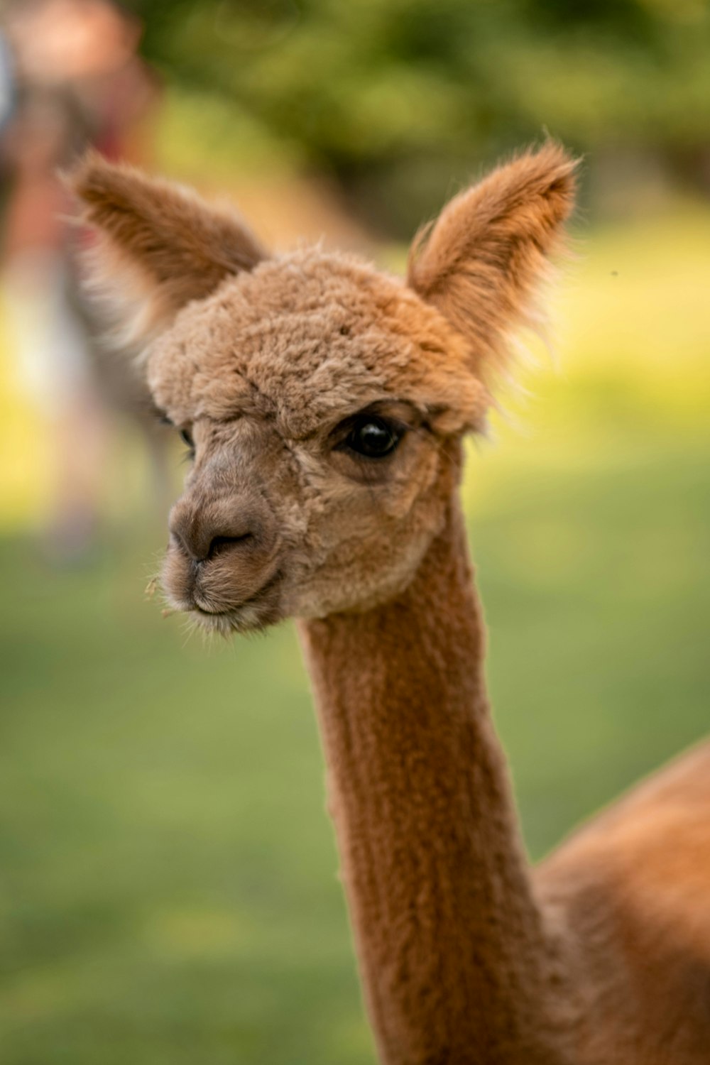 brown giraffe in close up photography during daytime