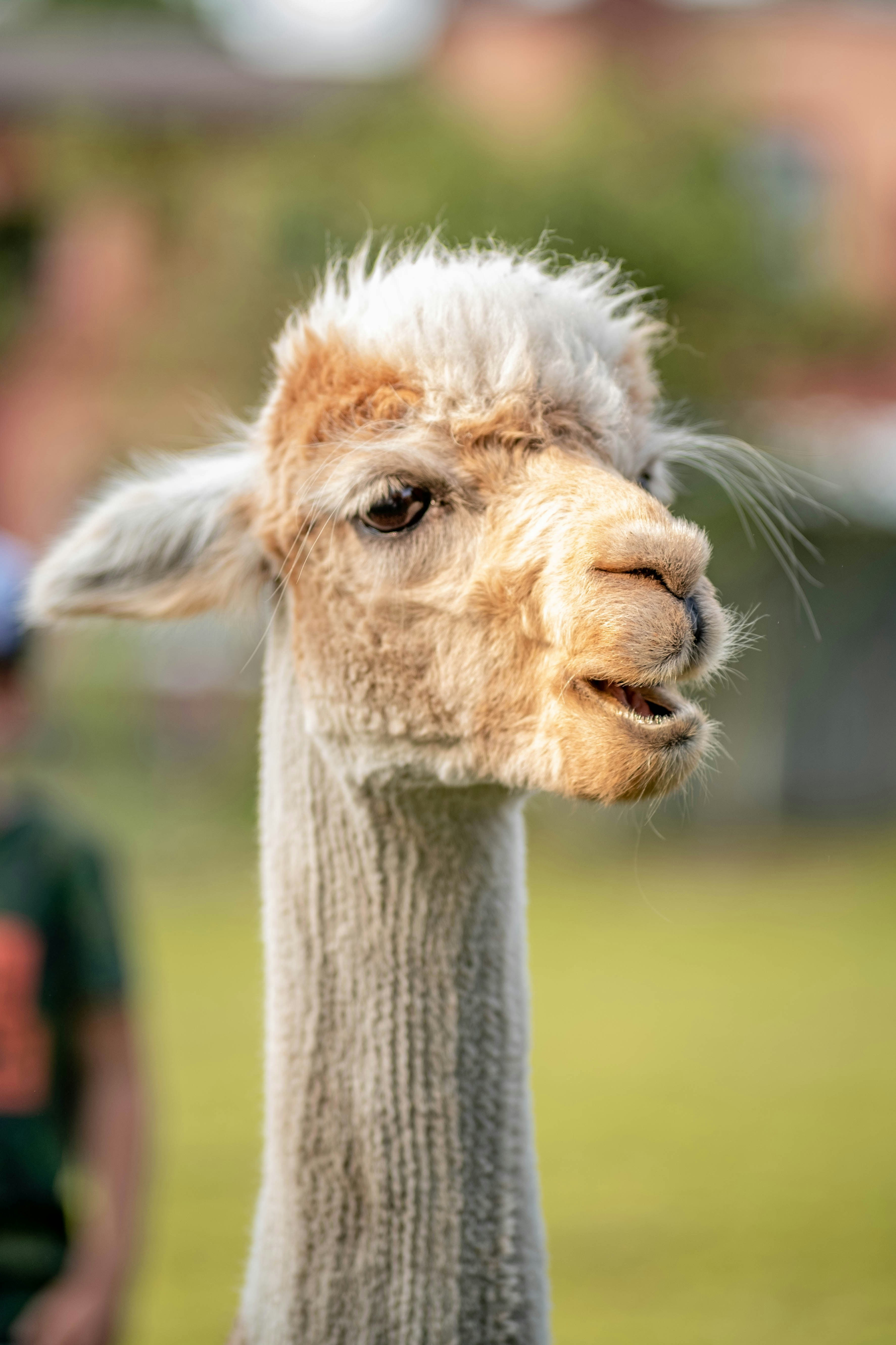 昼間の白と茶色のキリンの写真 Unsplashで見つけるアルパカの無料写真