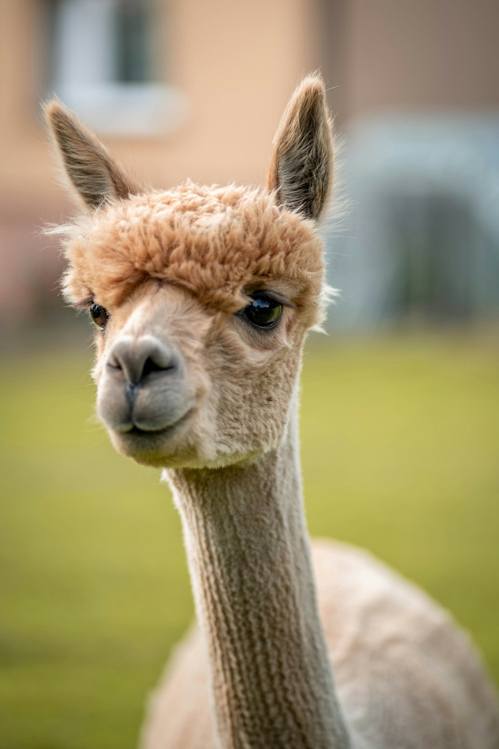 lama brun et blanc pendant la journée