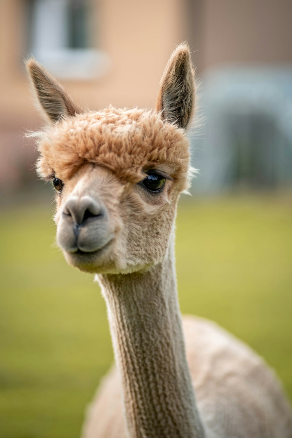 Lama Pictures  Download Free Images on Unsplash