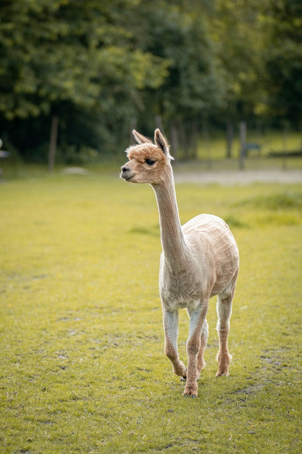 white and brown llama on green grass field during daytime