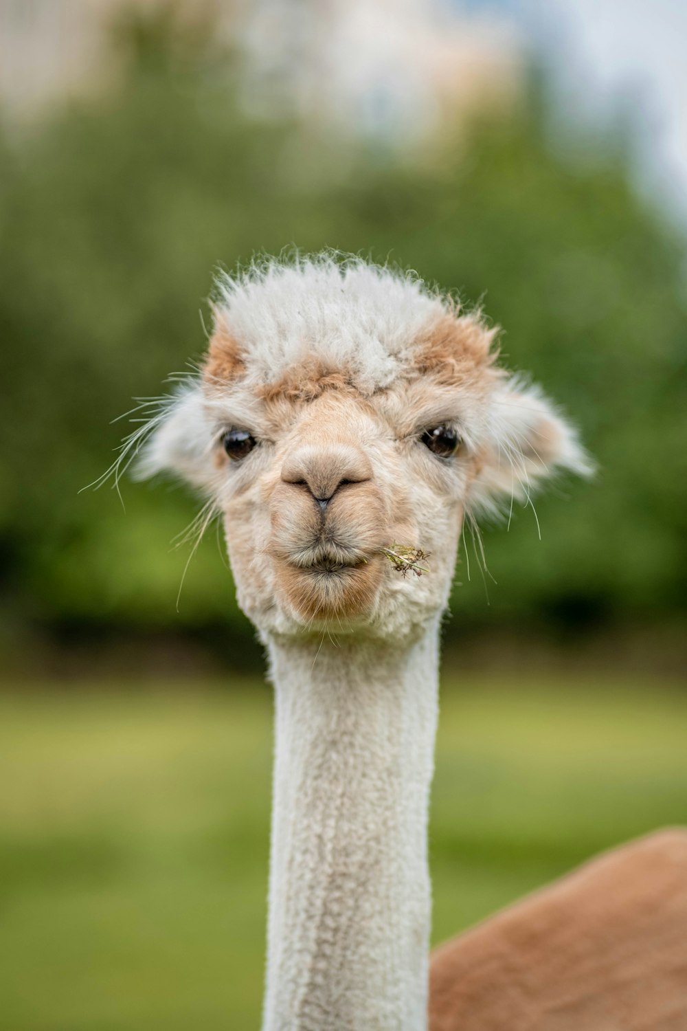 white and brown llama during daytime