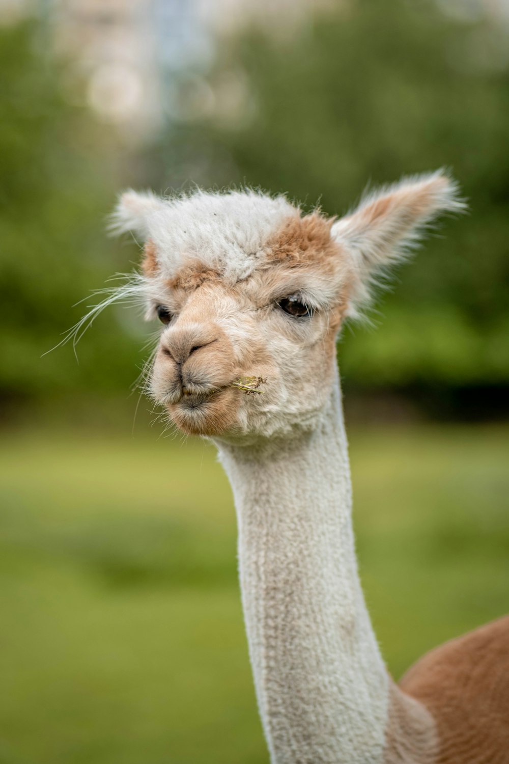 white llama in tilt shift lens