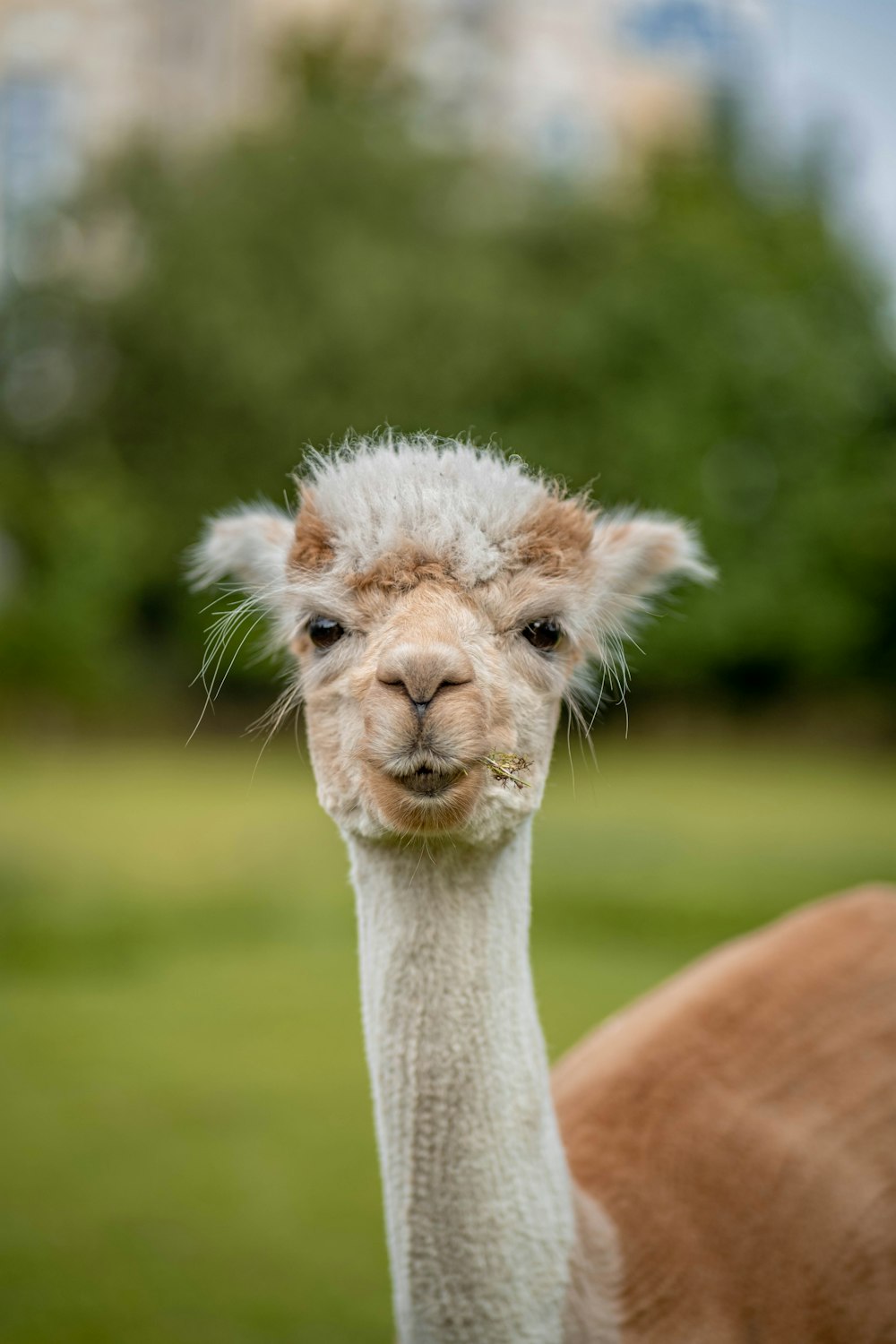 white and brown llama on green grass field during daytime