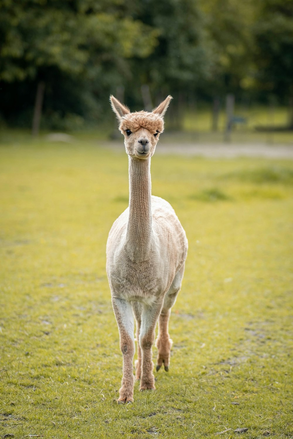 white and brown animal on green grass field during daytime