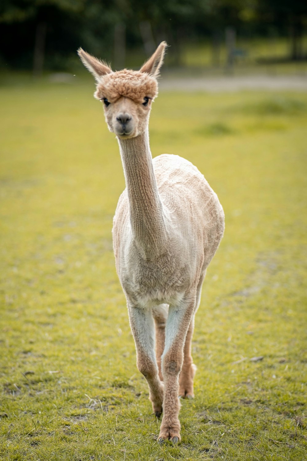 white sheep on green grass field during daytime