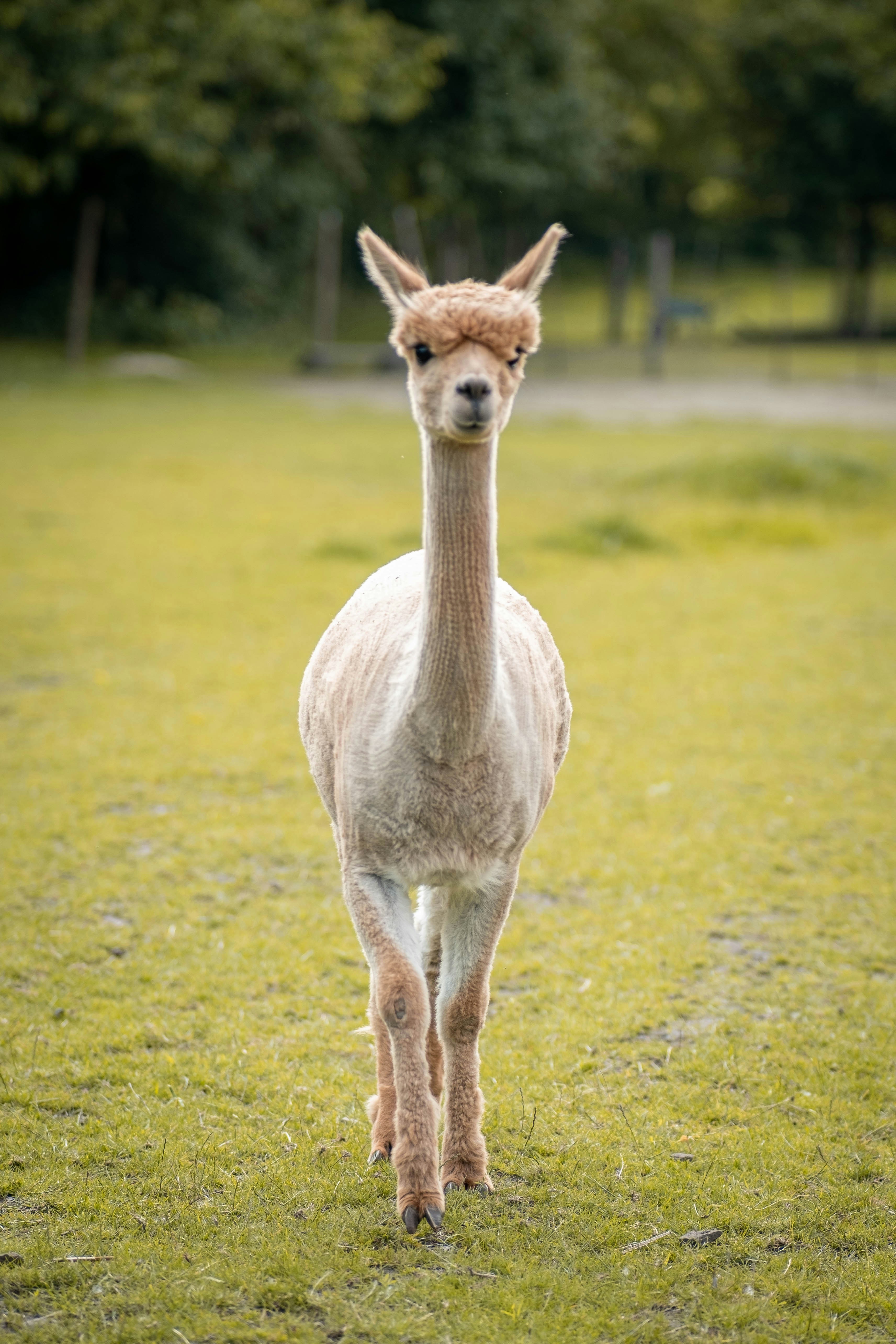 クローズ アップ写真で白いラマの写真 Unsplashで見つけるアルパカの無料写真