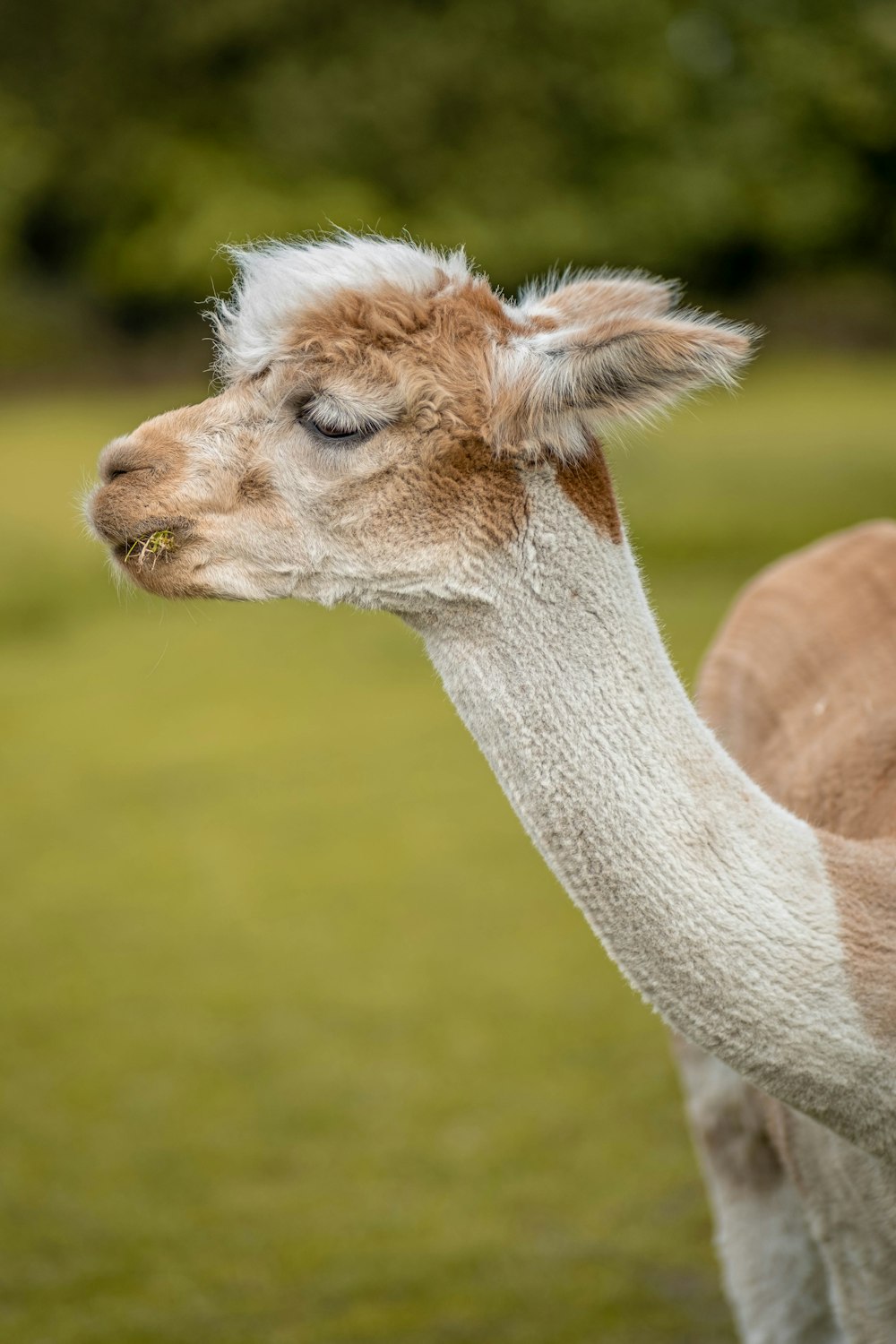 white and brown llama during daytime