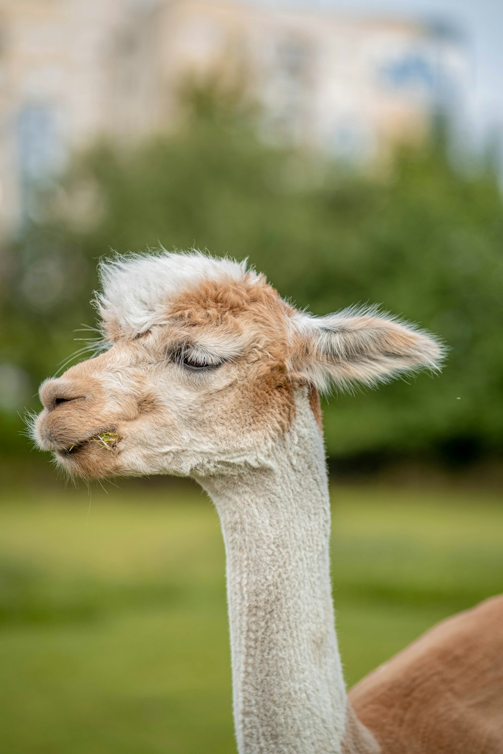 white and brown giraffe during daytime