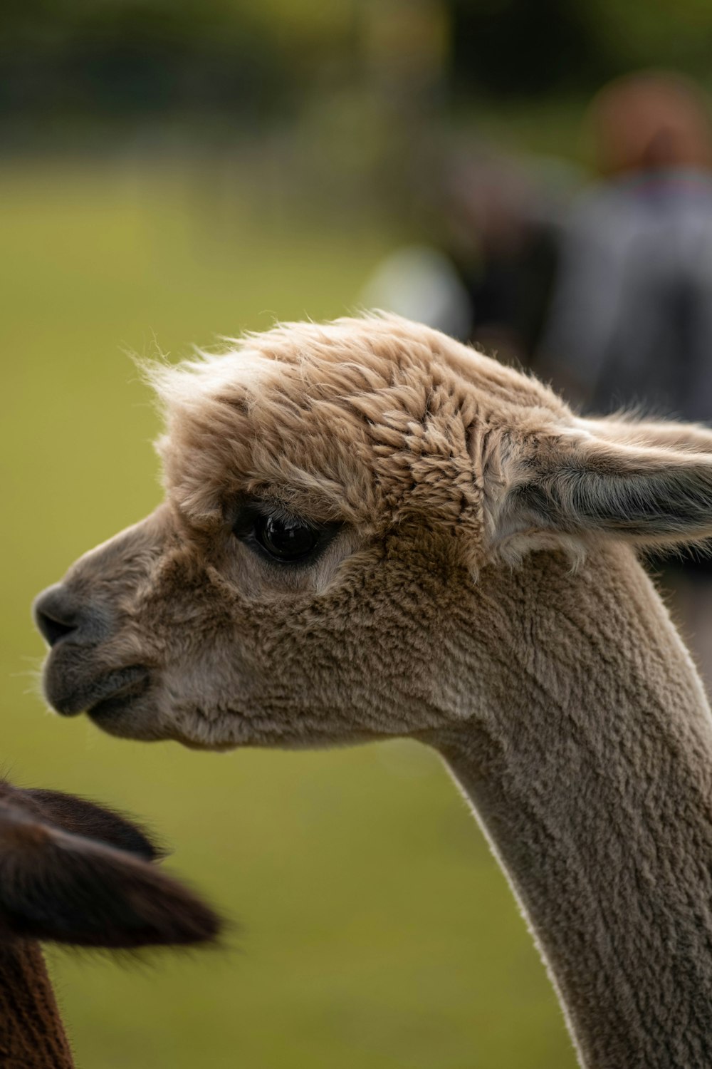 brown llama in tilt shift lens