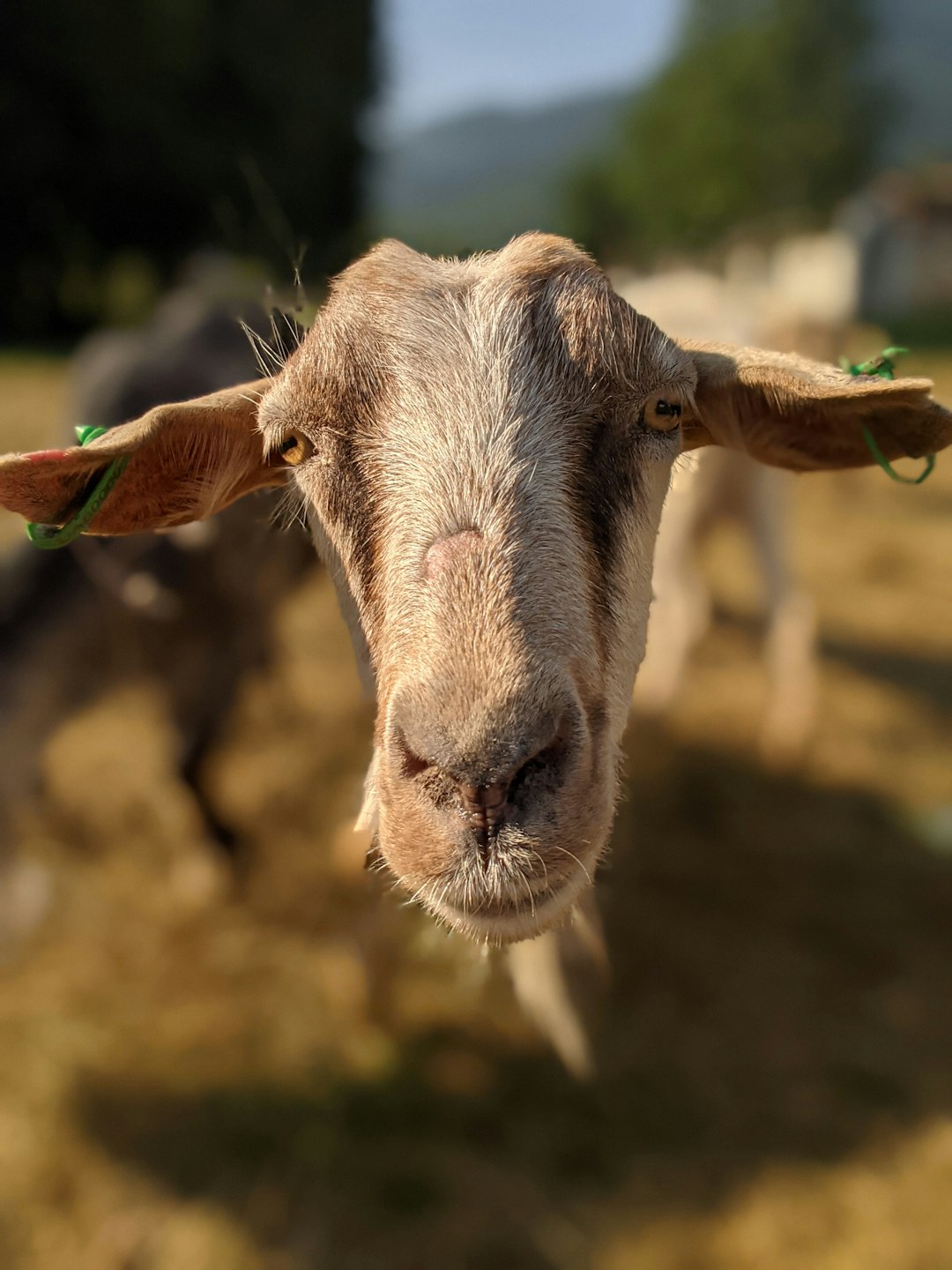 brown and white cow during daytime