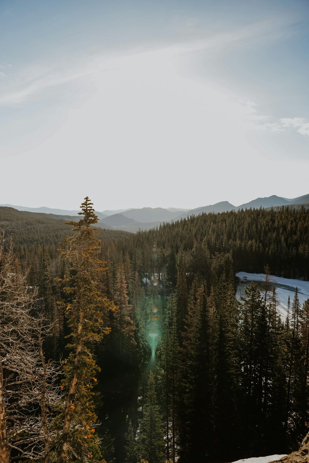 green pine trees near lake during daytime