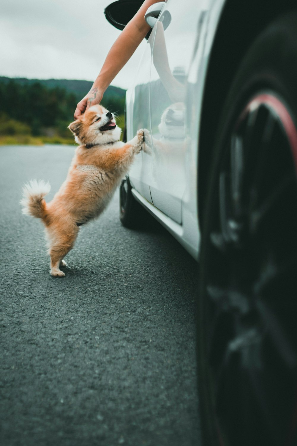 brown and white long coated medium sized dog sitting on gray asphalt road during daytime