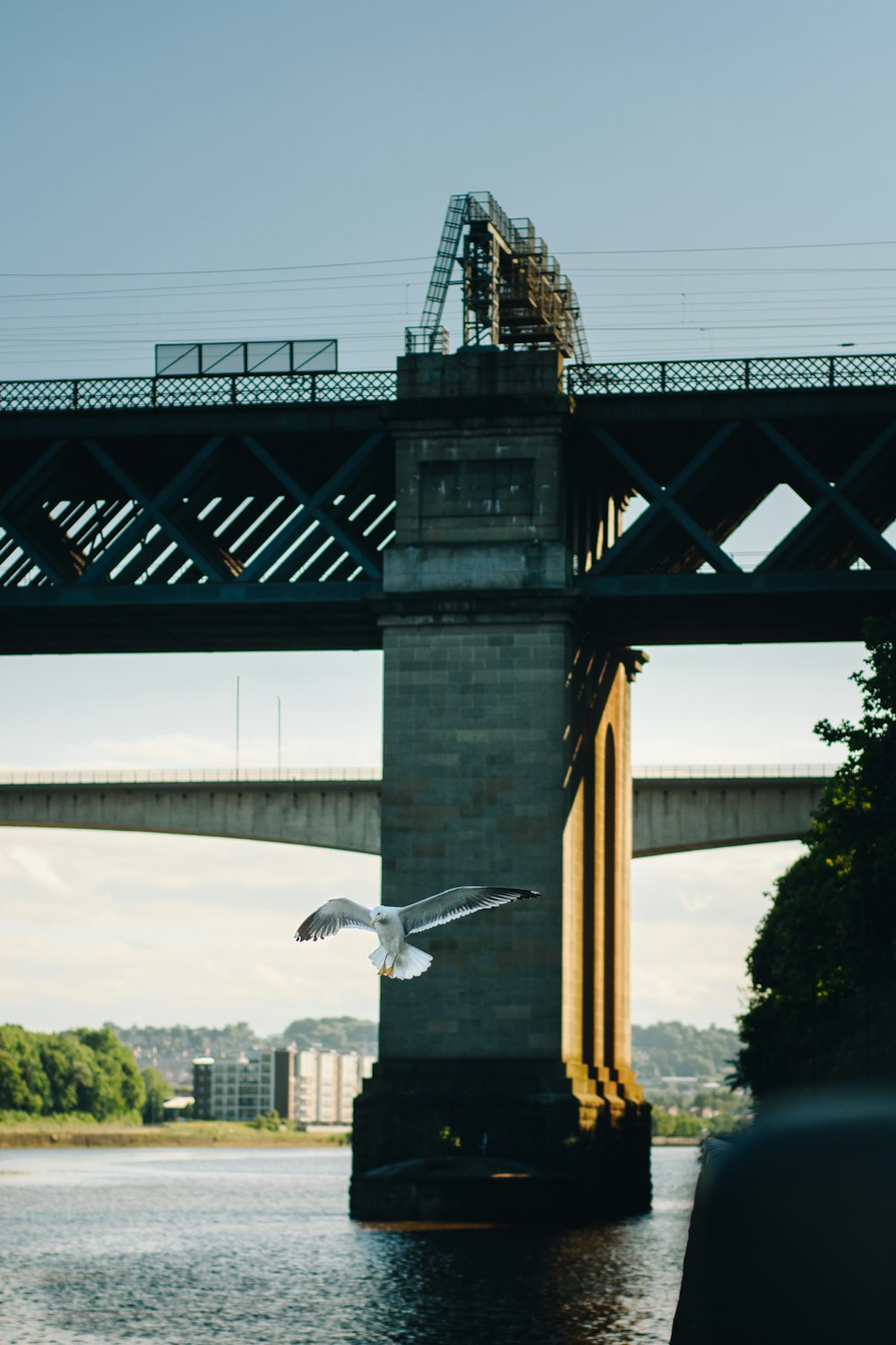 white bird flying over the bridge