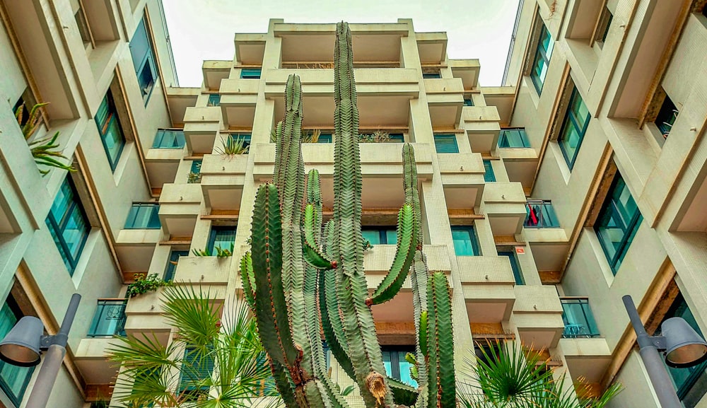 green palm tree near white concrete building during daytime