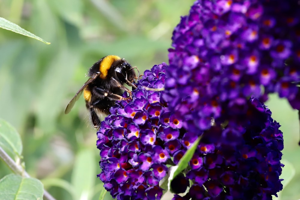 black and yellow bee on purple flower