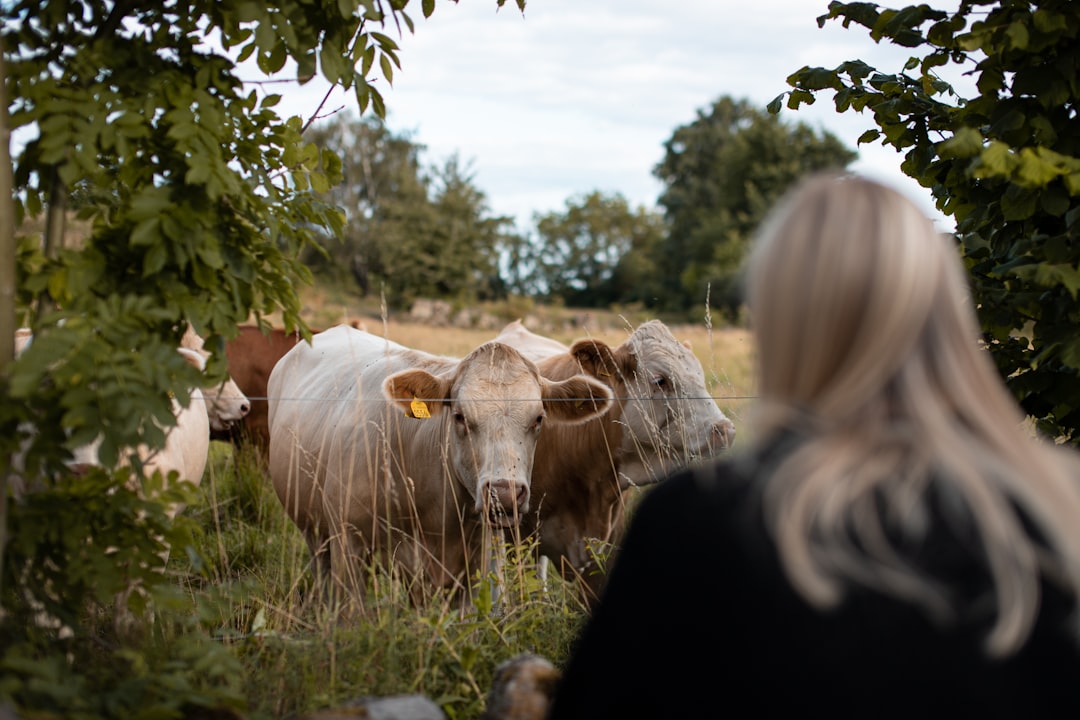 herd of cow on green grass field during daytime