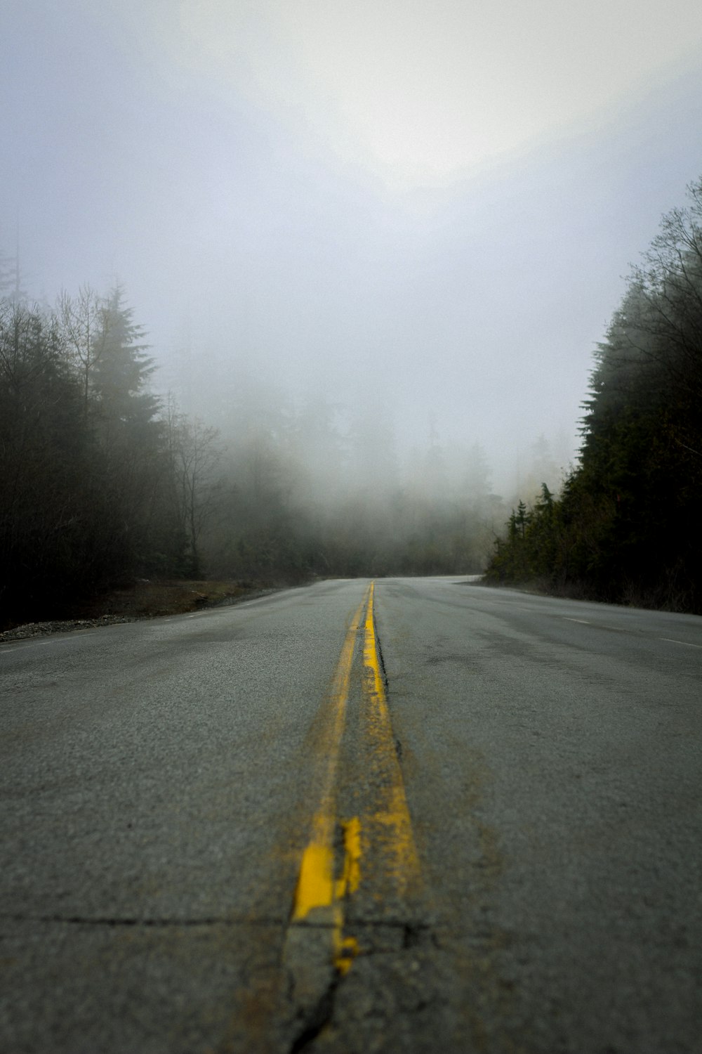 gray asphalt road between green trees covered with fog during daytime