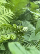 Close-up of vibrant green ferns in a modern office setting