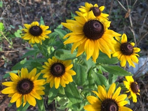 Sunny Meadow