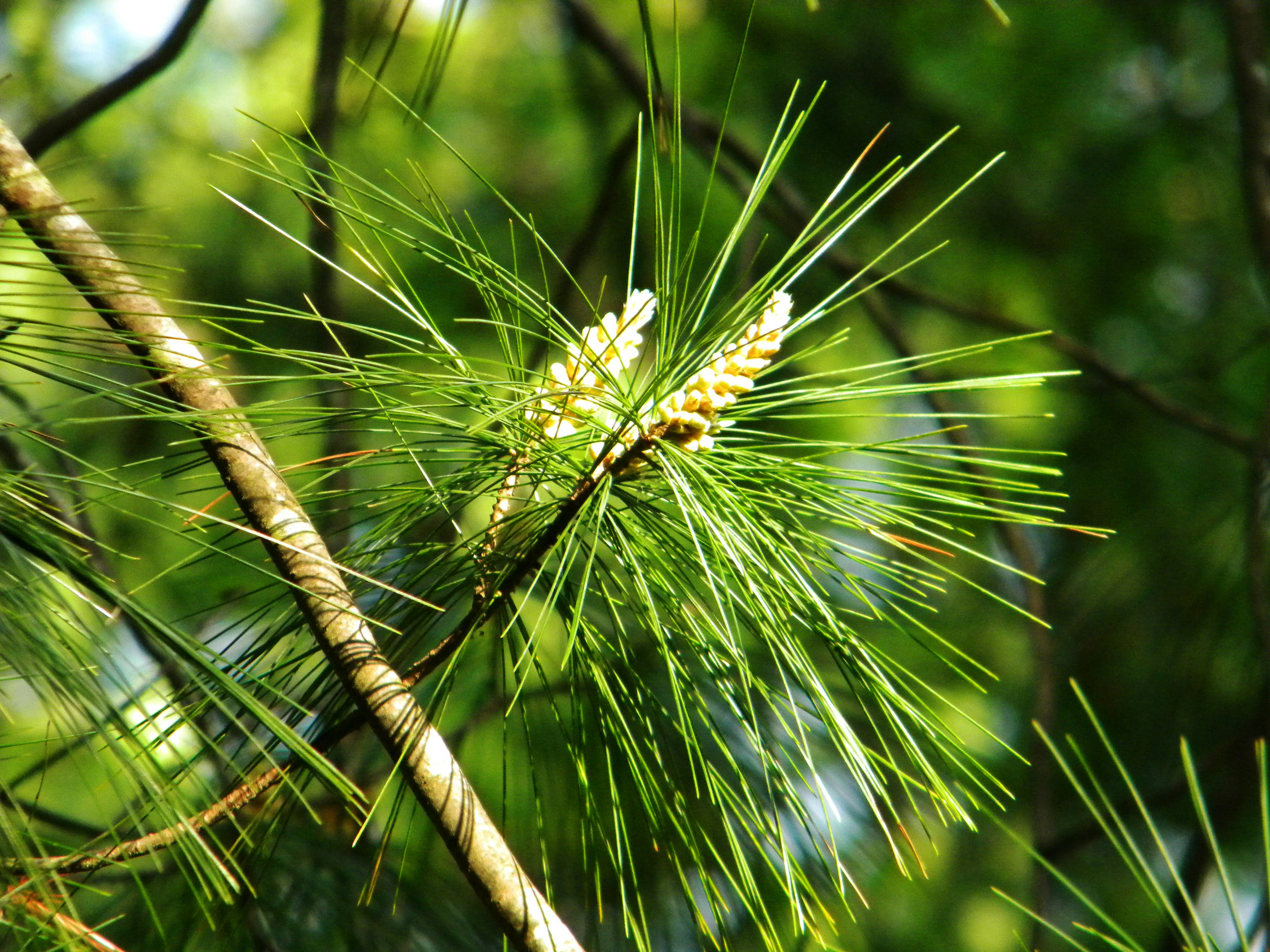 evergreen tree with seeds in sunshine