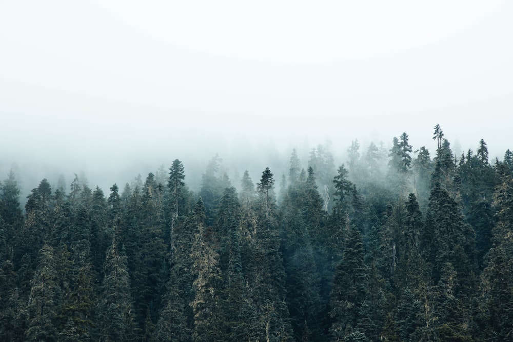 green pine trees under white sky during daytime