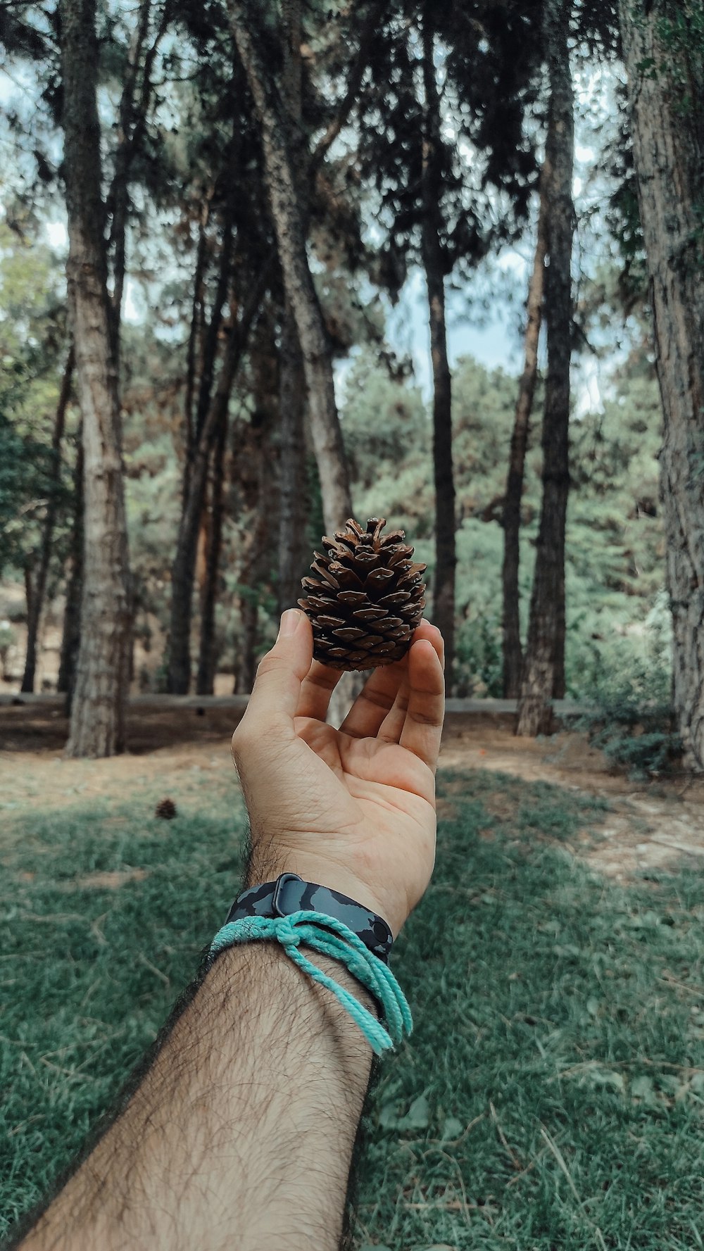 personne tenant une pomme de pin brune