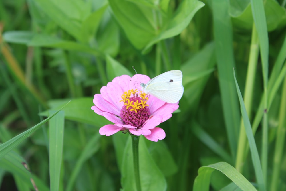 purple flower in tilt shift lens