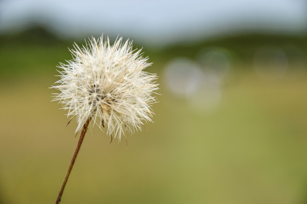 white dandelion in close up photography