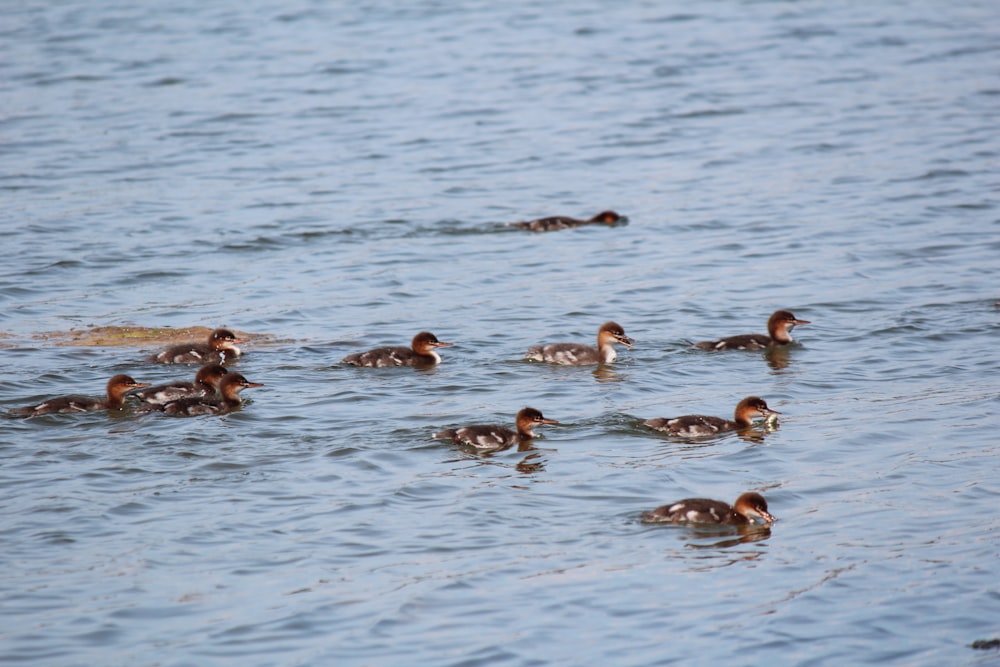 flock of brown birds on water during daytime