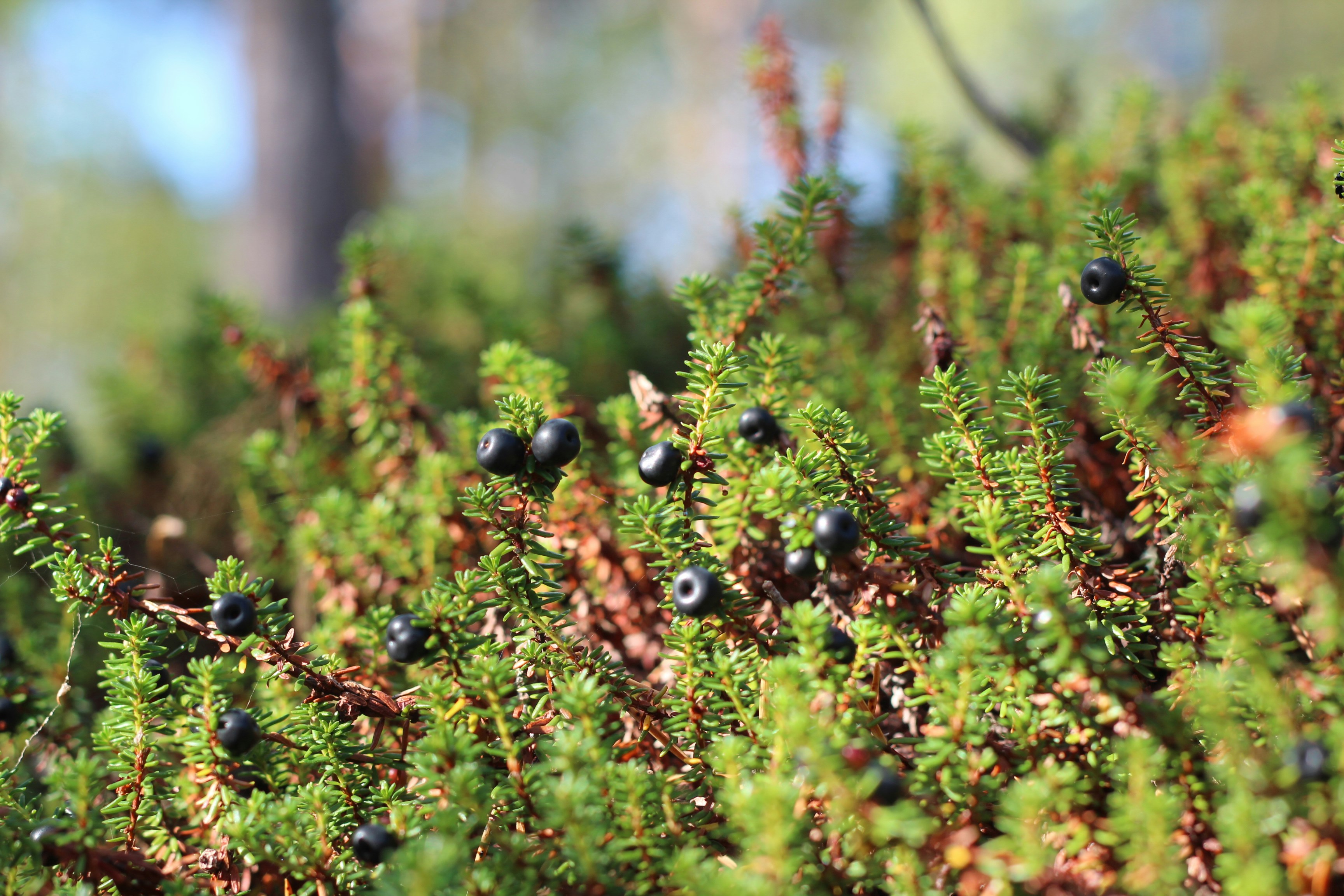 Purisaki Berberine Patch