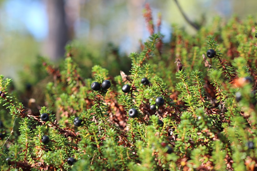 The image depicts a close-up view of a lush patch of greenery featuring small green plants with needle-like leaves. Scattered among the foliage are round, dark blue berries that stand out prominently. The background is softly blurred, emphasizing the focus on the plants and berries, and suggests a sunny outdoor environment.