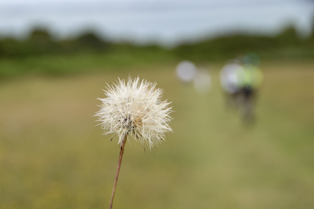 white dandelion in close up photography