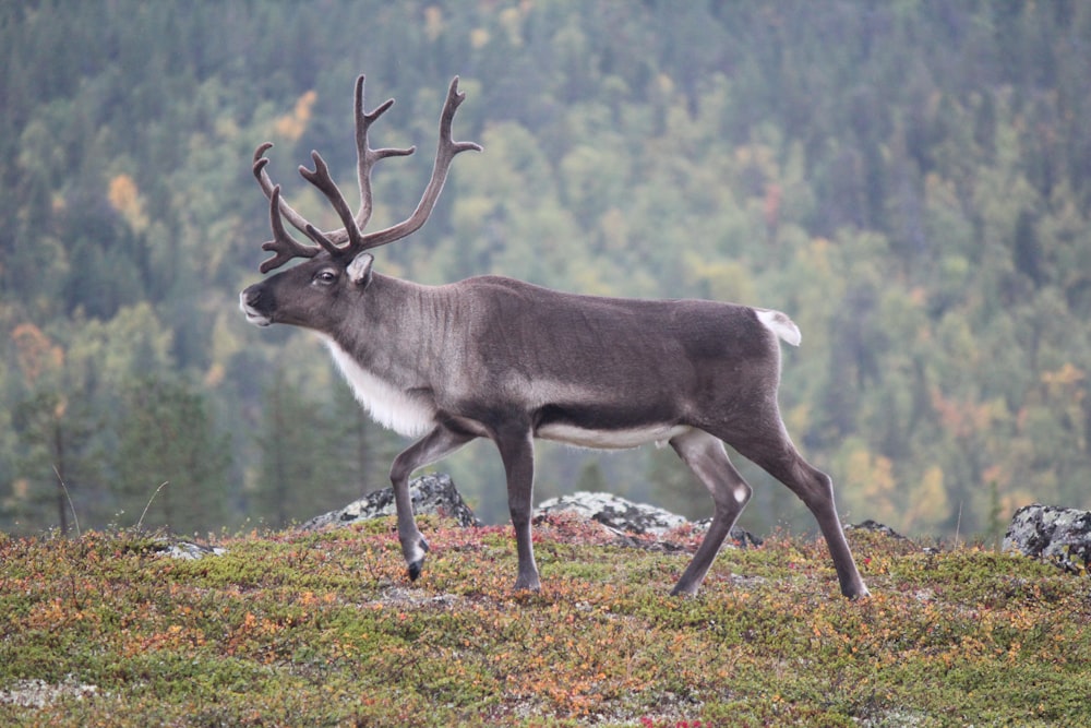 gray and white deer on green grass during daytime