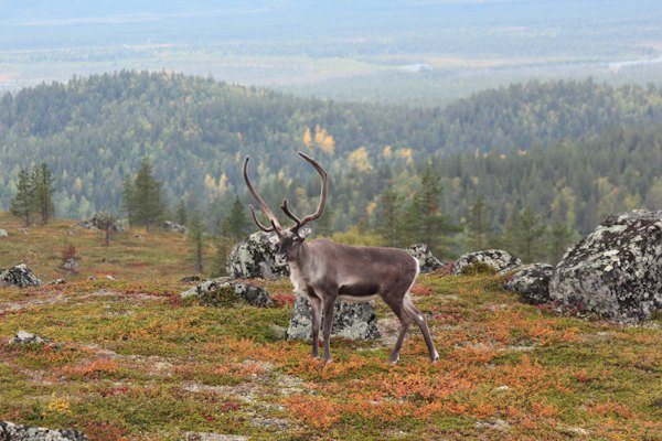 A reindeer on the autumn fells — Inari, Finland