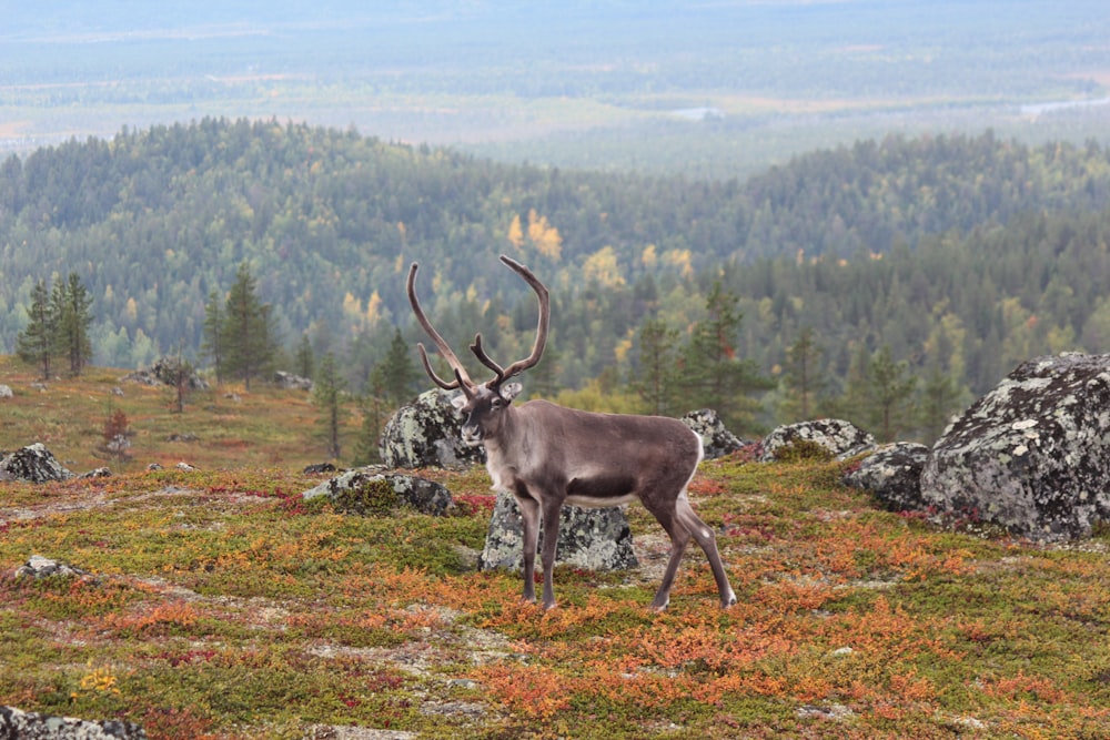 brown deer on green grass field during daytime