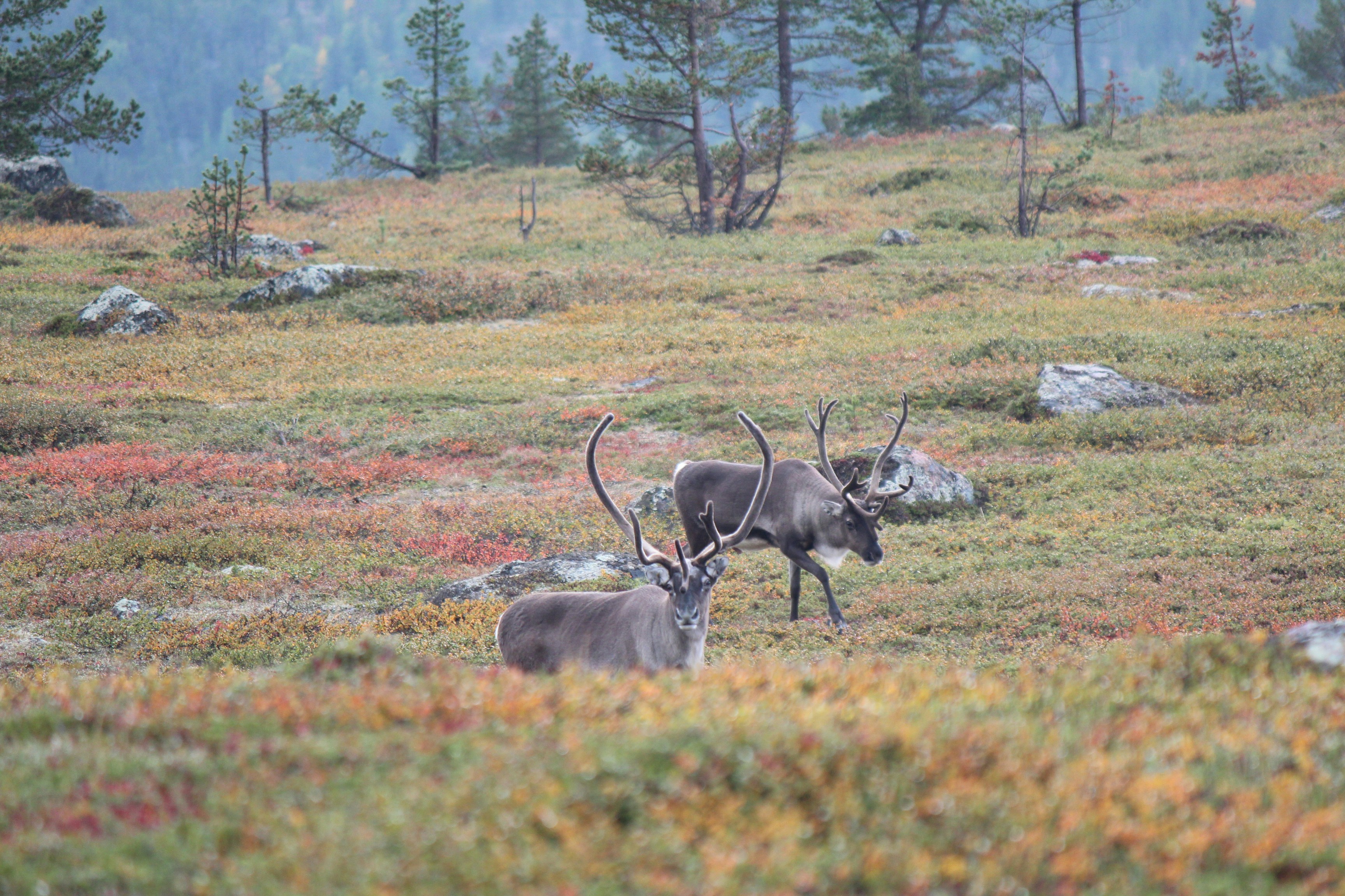 brown deer on green grass field during daytime, Autumn landscape and magic reindeers at the highest point of Otsamo Fell in Northern Finland (418 meters above sea level).