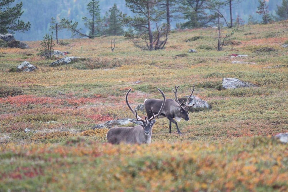 brown deer on green grass field during daytime