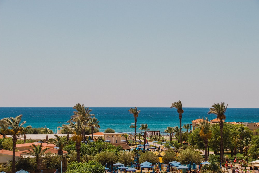 green palm trees near body of water during daytime