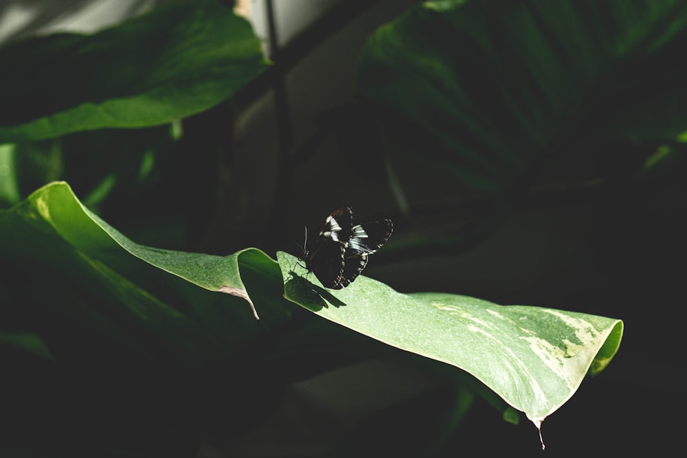 black and white butterfly on green leaf