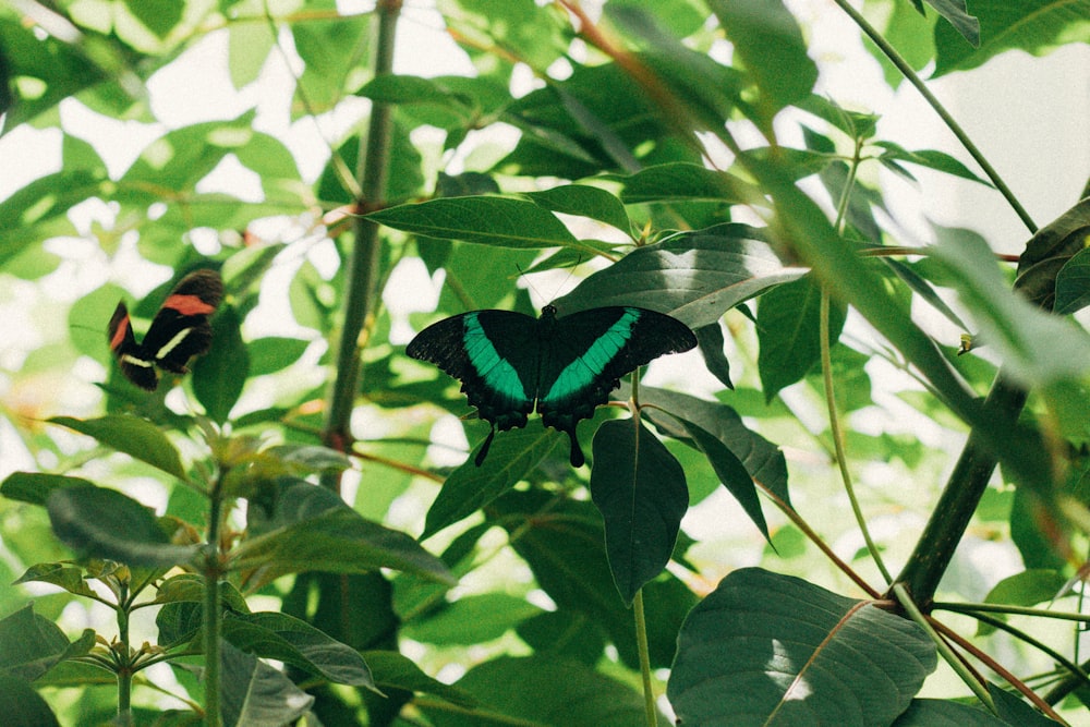 green and black butterfly perched on green leaf