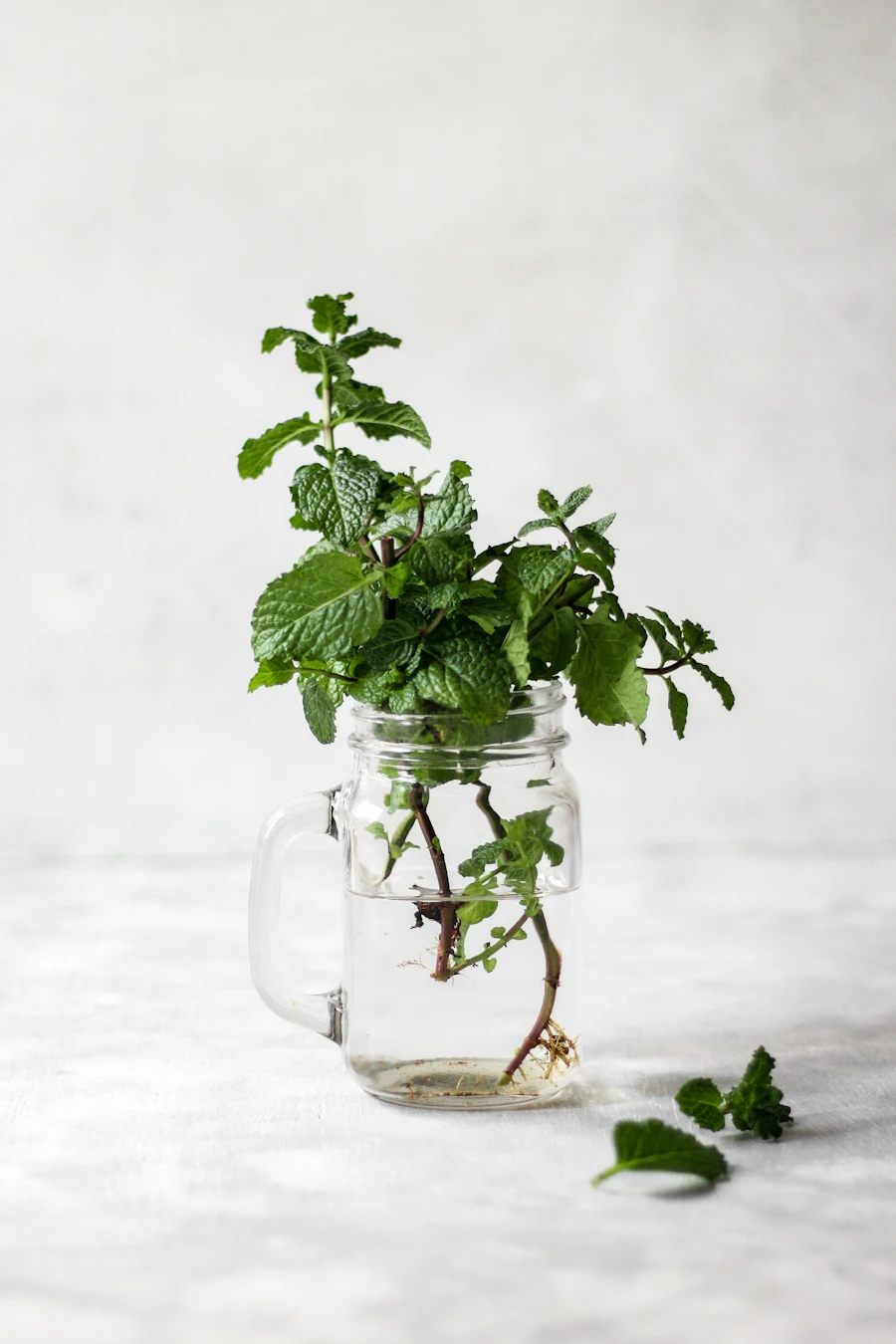 Fresh mint leaves garnish