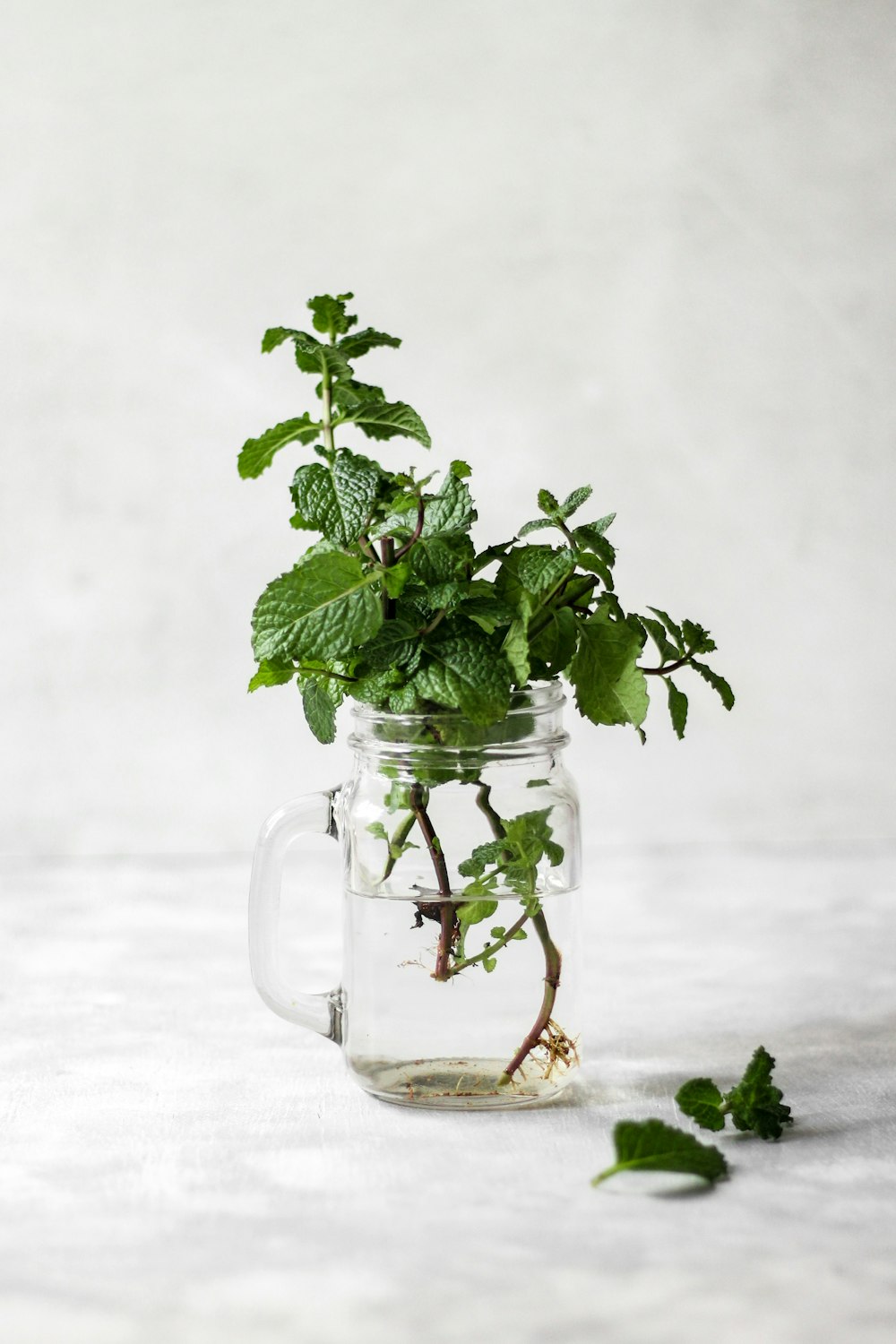 透明なガラスのマグカップに緑の植物