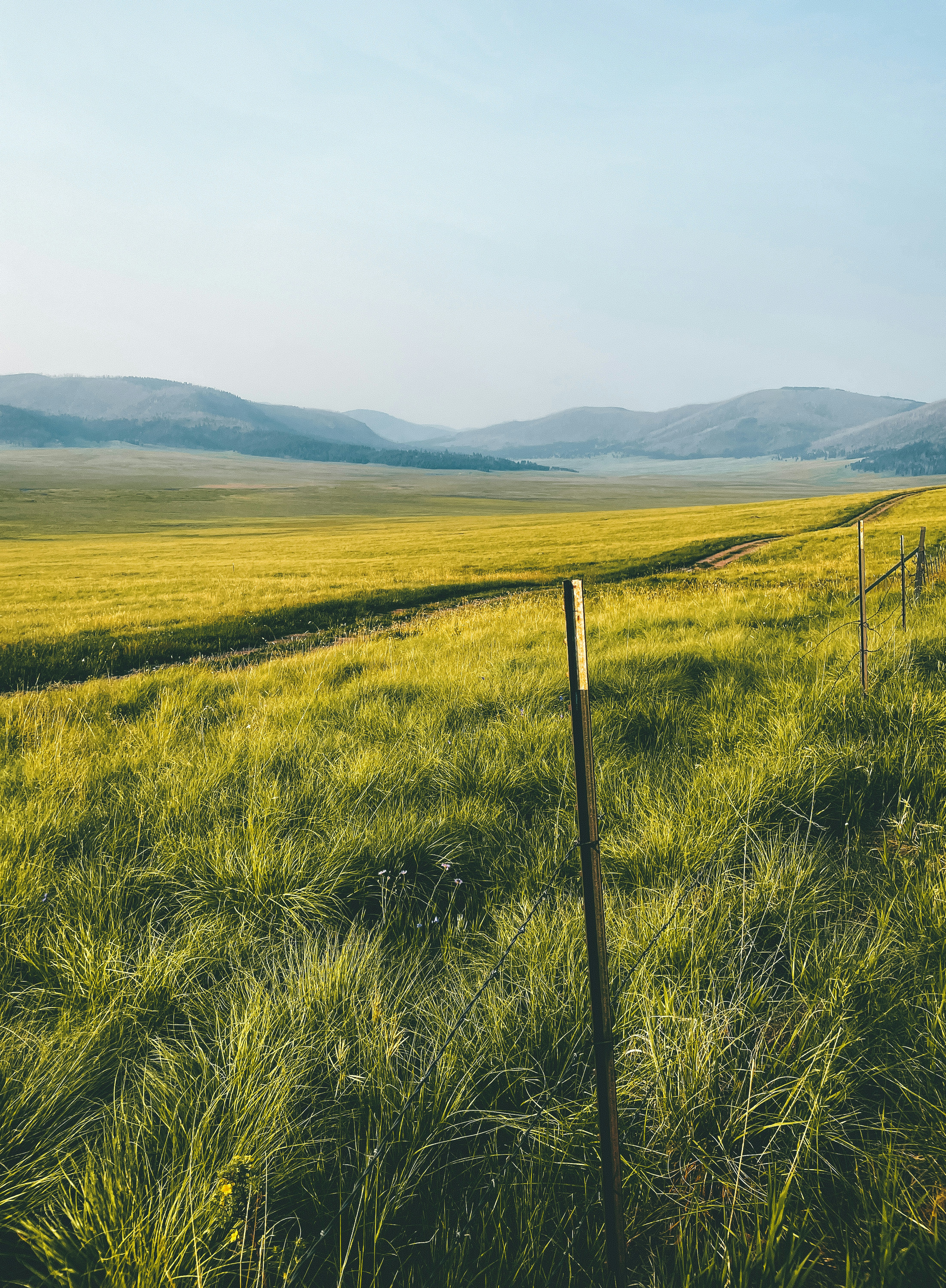green grass field during daytime
