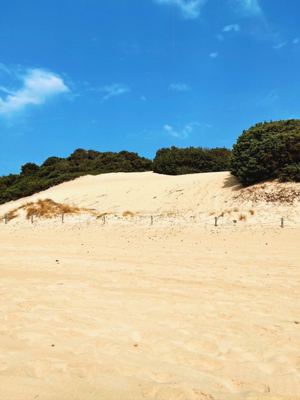 green trees on brown sand under blue sky during daytime