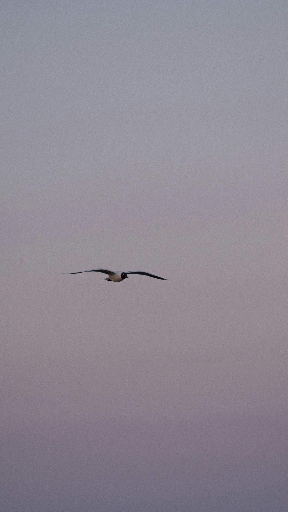 black and white bird flying