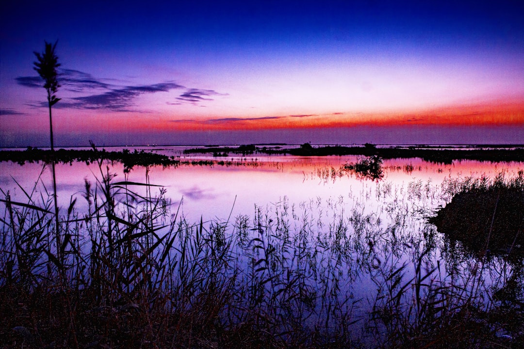 green grass on water during sunset