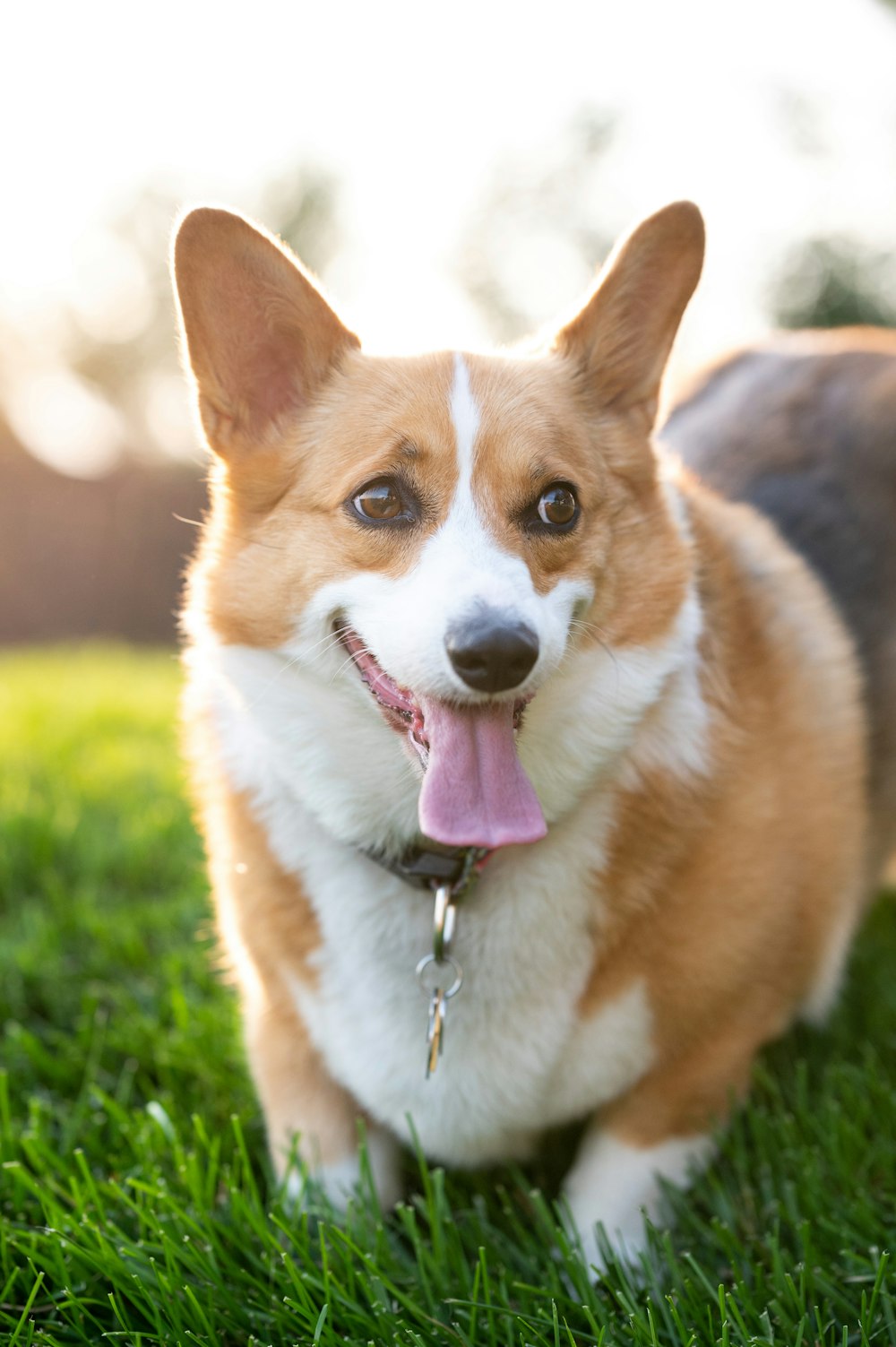 Perro corgi marrón y blanco en hierba verde durante el día